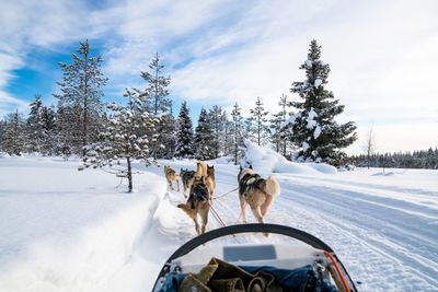 Rear view of sled dogs on snow against sky