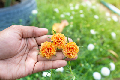 Close-up of hand holding orange flower