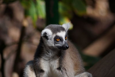 Close-up of lemur at zoo