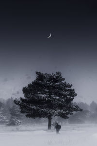 Tree on snow covered field against sky at night