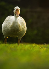 Close-up of duck on field