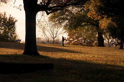 Silhouette man walking on tree during autumn