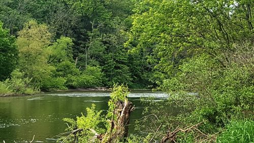 Scenic view of lake in forest