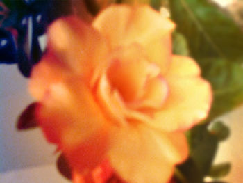 Close-up of rose blooming outdoors