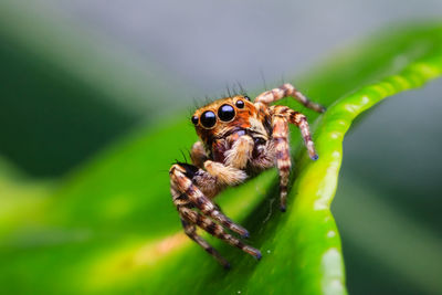 Close-up of spider