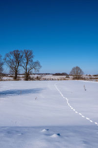 Trees on snow covered land against blue sky