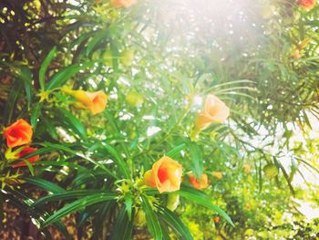 Flowers blooming in park