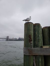 Seagull perching on wooden post