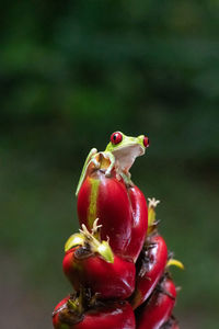 Close-up of cherries on fruit