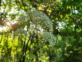 Close-up of flowering plant against trees