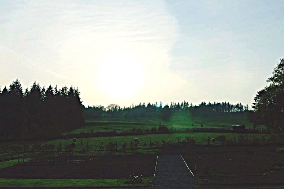 tree, field, tranquil scene, tranquility, landscape, sky, rural scene, scenics, beauty in nature, nature, growth, agriculture, grass, sunset, sunlight, farm, cloud - sky, outdoors, idyllic, sunbeam