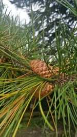 Close-up of leaves on plant