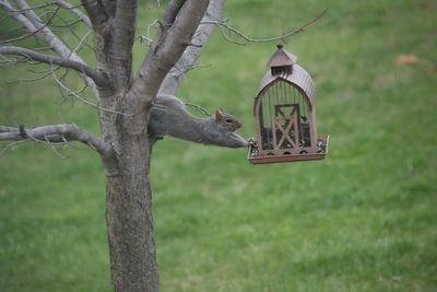 View of bird perching on tree