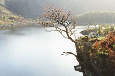 Tree by lake against sky during sunset