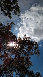 Low angle view of trees against sky