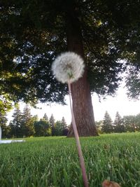 Dandelion on field against trees