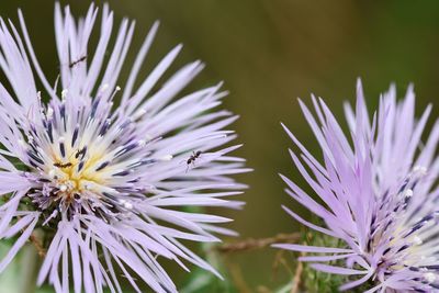 Close-up of purple flowering plant