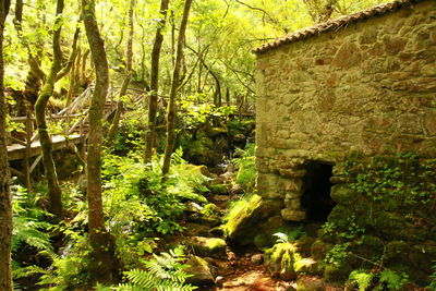 Trees in forest