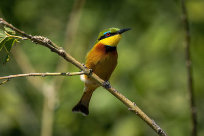 Little bee-eater on slanting branch with catchlight