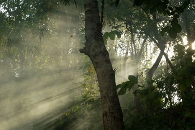 Trees in forest