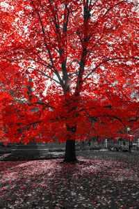 Trees in park during autumn