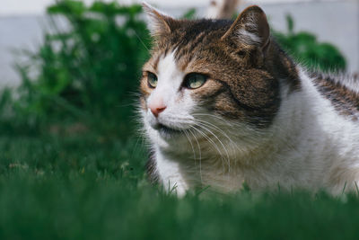 Close-up of a cat looking away