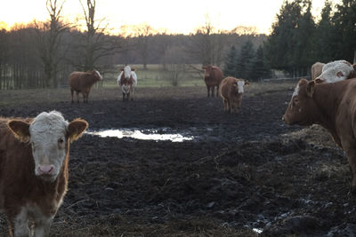 Cows on riverbank against sky