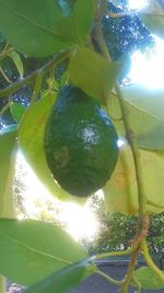 Low angle view of fruits hanging on tree