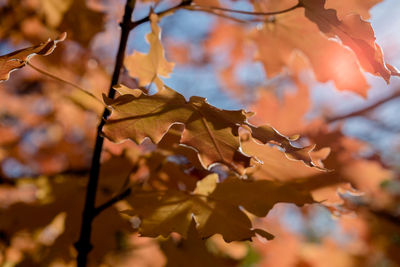 Close-up of maple leaves on branch