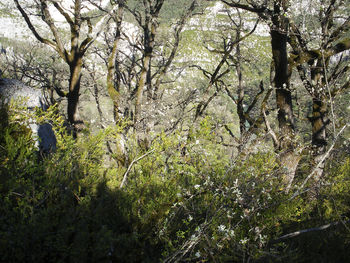 Trees in forest