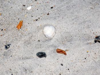 Close-up of seashell on sand at beach