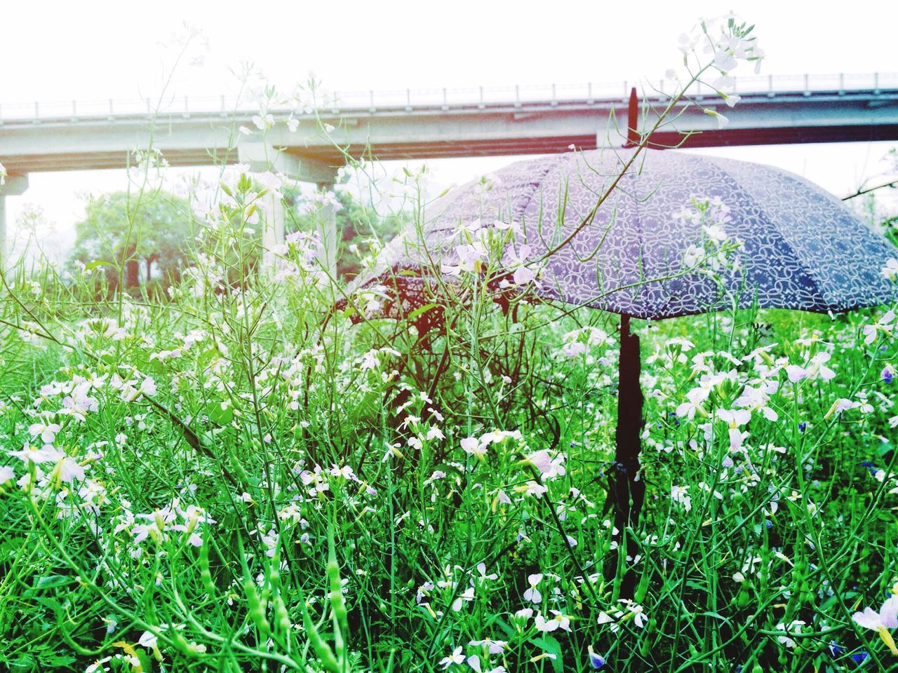 FLOWERS BLOOMING ON FIELD