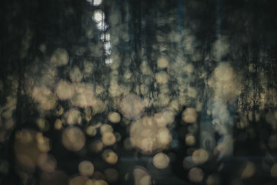 Defocused image of trees in forest