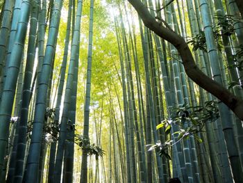 Low angle view of bamboo trees in forest