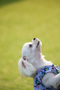 Close-up of dog looking away on field