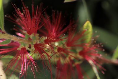 Close-up of red flowering plant