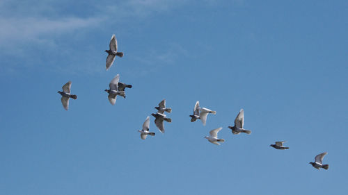 Flying pigeons under the blue sky. egyed - hungary