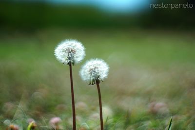 dandelion