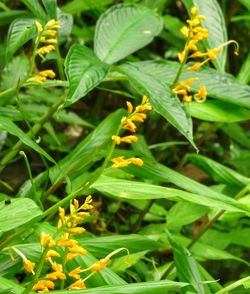 High angle view of plant growing on field