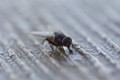 Close-up of fly on wood