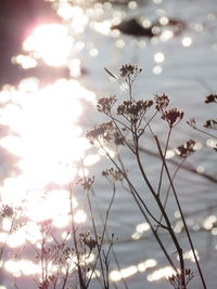 Close-up of flowering plants against sky during sunset