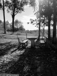 Trees in park