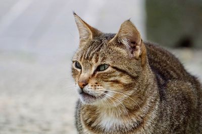 Close-up of a cat looking away