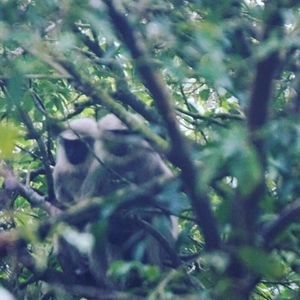 Close-up of bird perching on tree