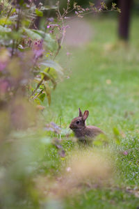 Rabbit at the garden 