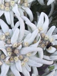 Close-up of flowers