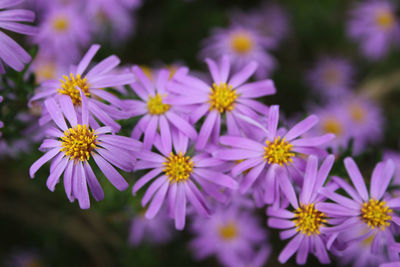 Close-up of purple flower