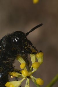 Close-up of insect