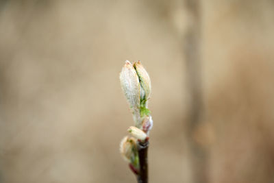 Close-up of white flower buds