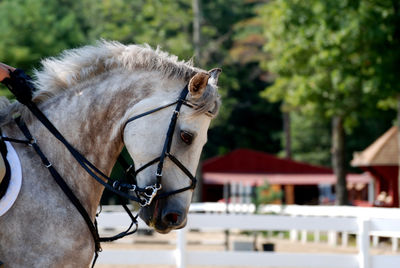 Grey appaloosa horse in the jumper show ring under saddle.